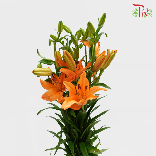 Tiger Lily (Grade A) - Orange (5 Stems)-Orange-Malaysia-prflorist.com.my