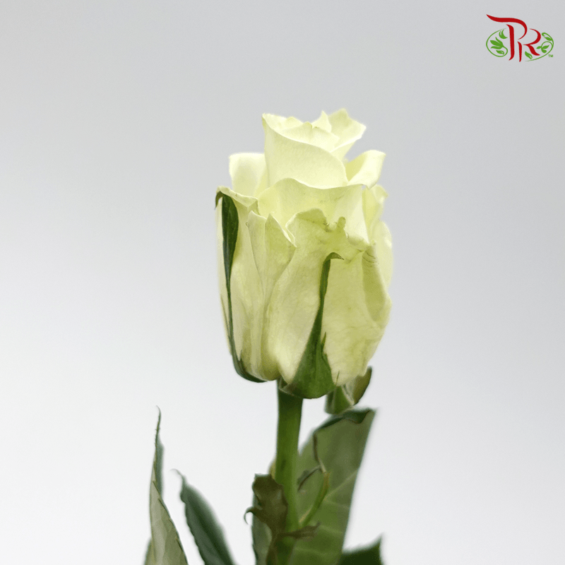 Tikan - Rose Import White (25 Stems)-White-Ecd-prflorist.com.my