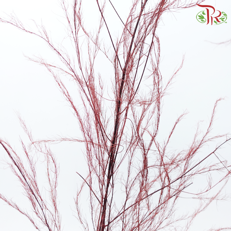 Tiki Fern Preservative - Maroon (Per Bunch)-Maroon-China-prflorist.com.my