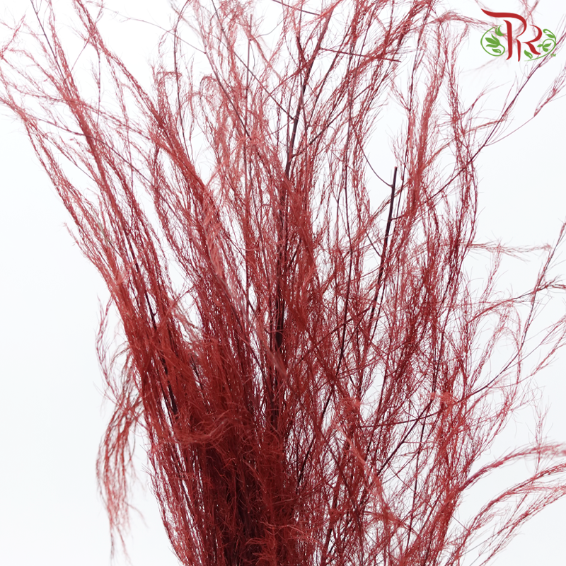 Tiki Fern Preservative - Maroon (Per Bunch)-Maroon-China-prflorist.com.my