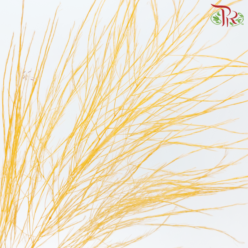 Tiki Fern Preservative - Orange (Per Bunch)-Orange-China-prflorist.com.my