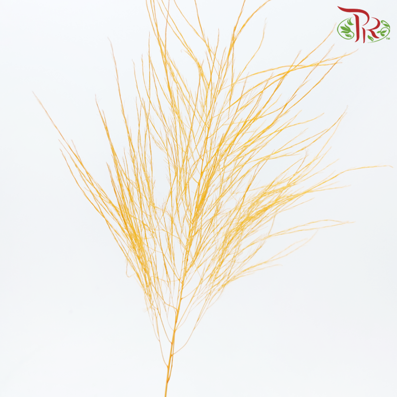 Tiki Fern Preservative - Orange (Per Bunch)-Orange-China-prflorist.com.my