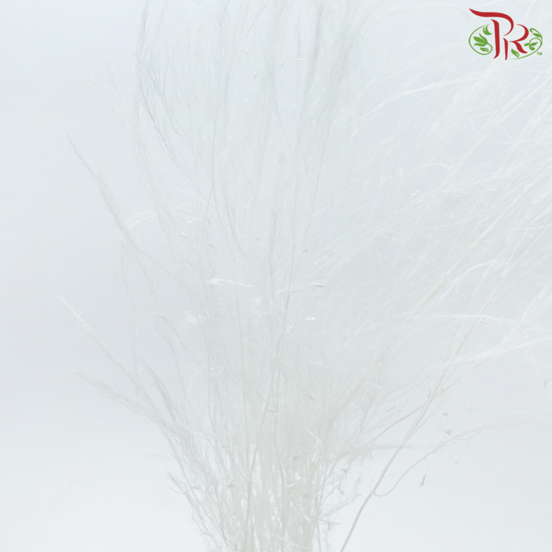 Tiki Fern Preservative - White (Per Bunch)-White-China-prflorist.com.my