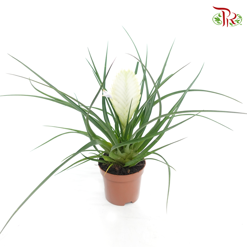 Tillandsia Cyanea Biancini《紫花凤梨》