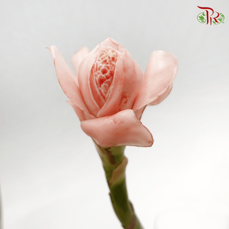 Torch Ginger Pink (Laksa) - (Per Stem)-Pudu Ria Florist-prflorist.com.my