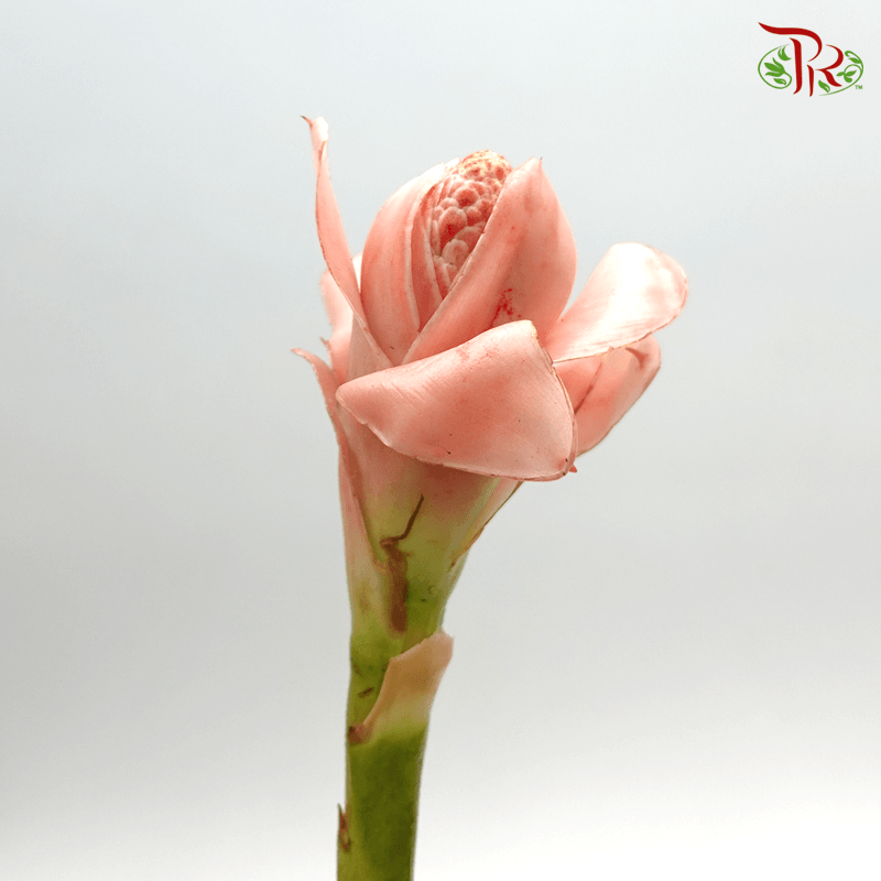 Torch Ginger Pink (Laksa) - (Per Stem)-Pudu Ria Florist-prflorist.com.my