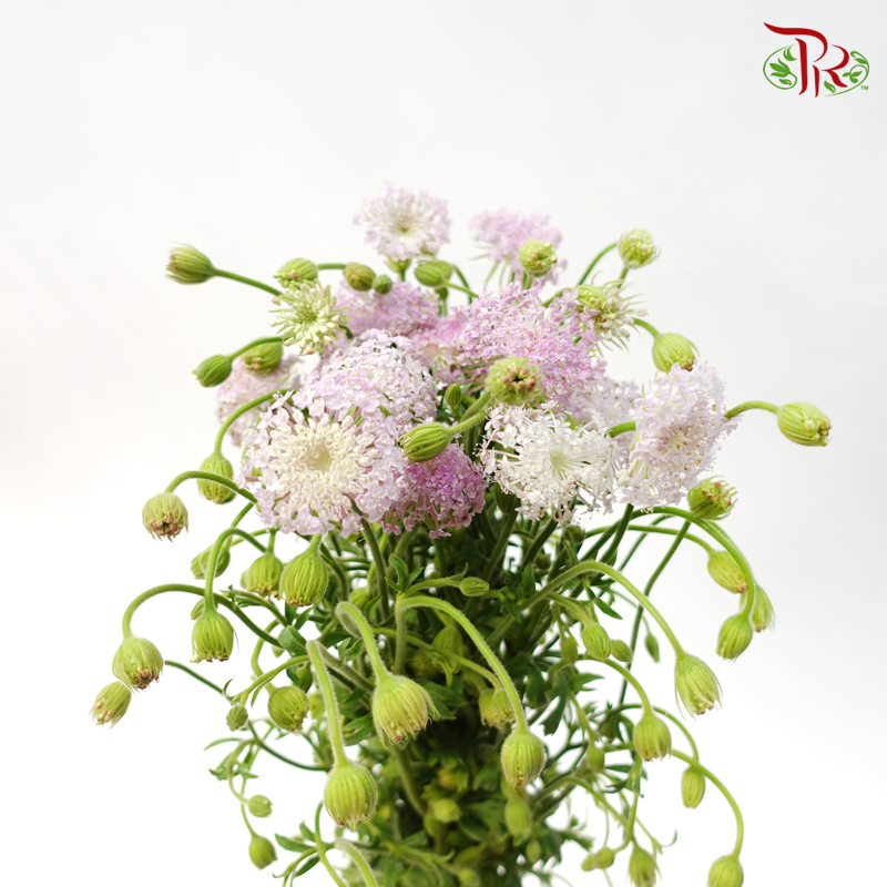 Trachymene Coerulea - Lilac (Per Bunch)-Lilac-China-prflorist.com.my