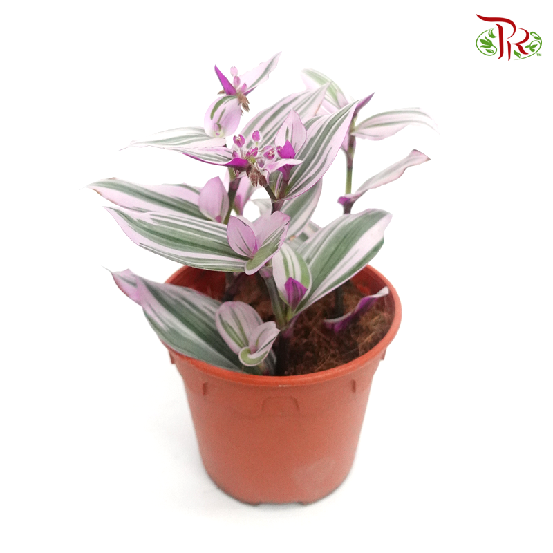 Tradescantia Nanouk P150《紫露草锦》-Pudu Ria Florist-prflorist.com.my