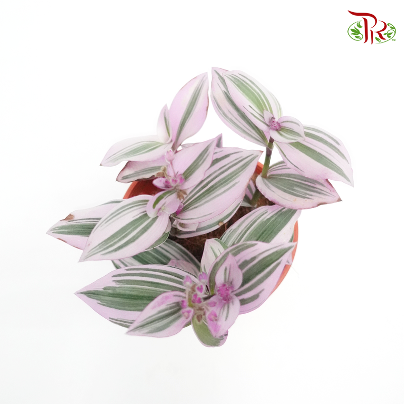 Tradescantia Nanouk P150《紫露草锦》-Pudu Ria Florist-prflorist.com.my