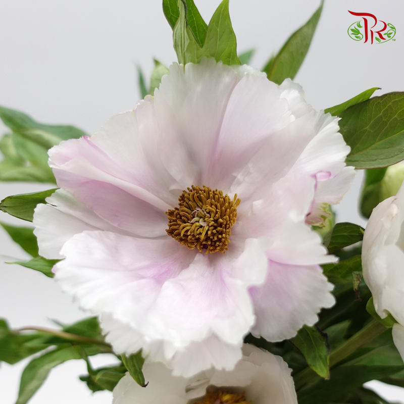 Tree Peony - Mixed Colour White (Per Bunch) *Fragile-Pink-China-prflorist.com.my