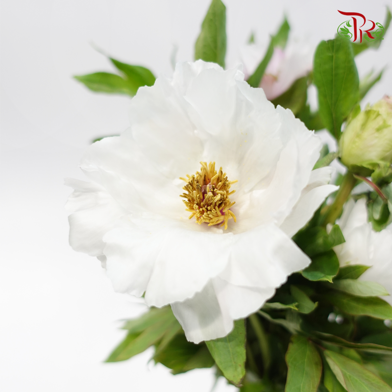 Tree Peony - Mixed Colour White (Per Bunch) *Fragile-Pink-China-prflorist.com.my