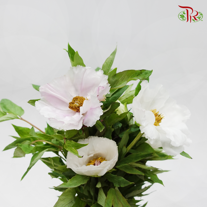 Tree Peony - Mixed Colour White (Per Bunch) *Fragile-Pink-China-prflorist.com.my