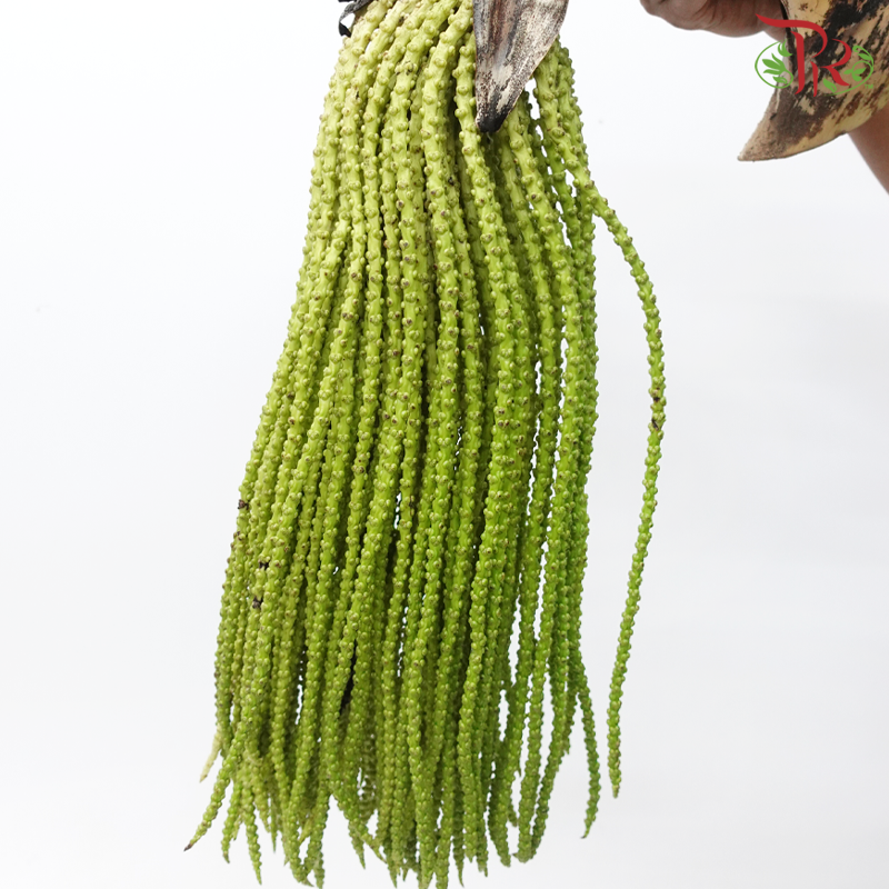 Triangle Fruit (Caryota Palm) (Per Stem)-Malaysia-prflorist.com.my