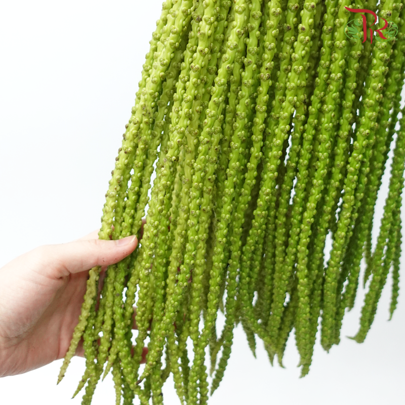 Triangle Fruit (Caryota Palm) (Per Stem)-Malaysia-prflorist.com.my