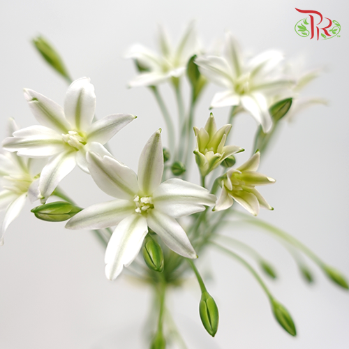 Triteleia (Brodiaea) - (5 stems)-Netherland-prflorist.com.my