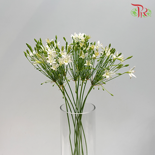 Triteleia (Brodiaea) - (5 stems)-Netherland-prflorist.com.my