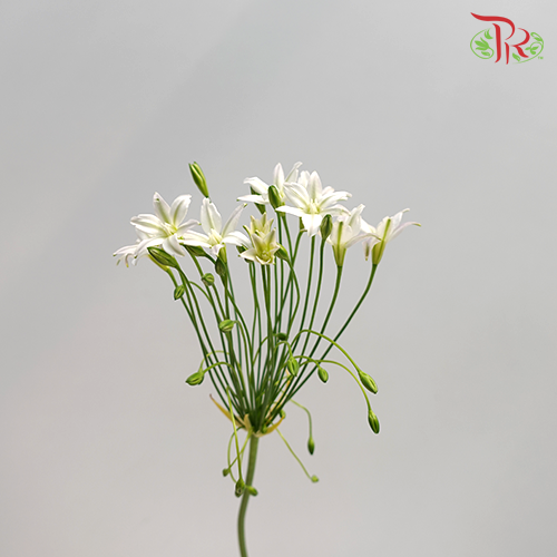 Triteleia (Brodiaea) - (5 stems)-Netherland-prflorist.com.my