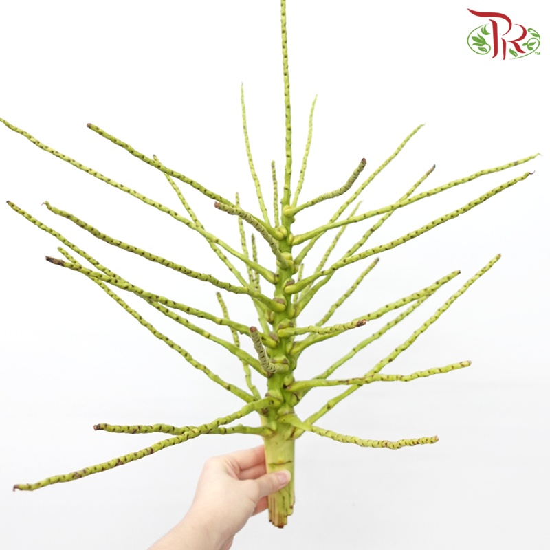 Tropical Branch (Per Stem)-Malaysia-prflorist.com.my