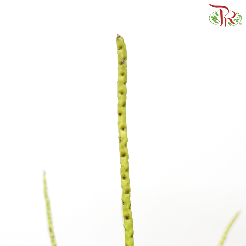 Tropical Branch (Per Stem)-Malaysia-prflorist.com.my