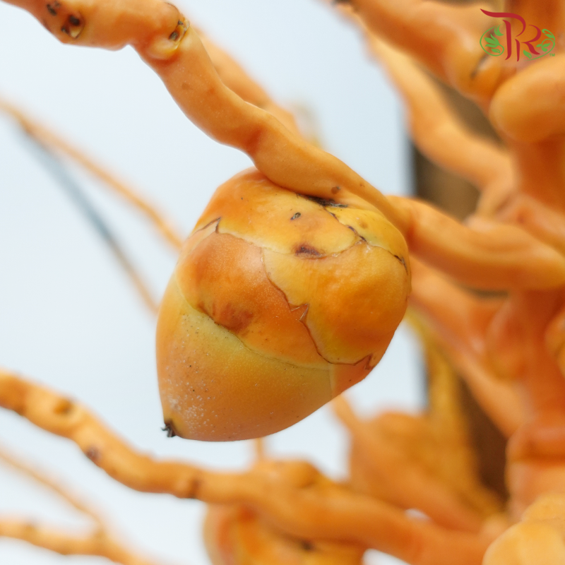 Tropical Branch (Per Stem)-Malaysia-prflorist.com.my