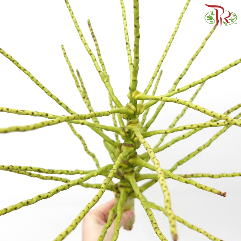 Tropical Branch (Per Stem)-Malaysia-prflorist.com.my