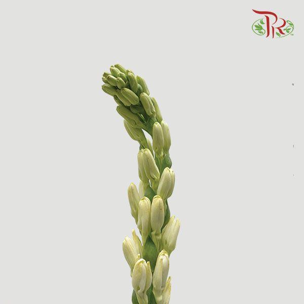 Tuberose - Short / Long Stems (Sundal Malam) (10 Stems)-Green-Thailand-prflorist.com.my