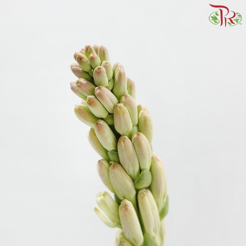 Tuberose (Sundal Malam) - Light Pink (10 Stems)-Light Pink-India-prflorist.com.my