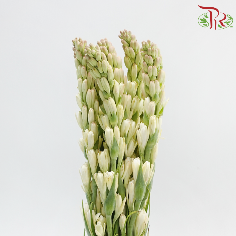 Tuberose (Sundal Malam) - Light Pink (10 Stems)-Light Pink-India-prflorist.com.my