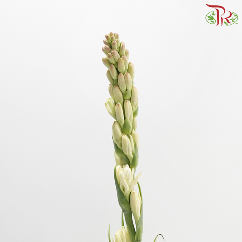 Tuberose (Sundal Malam) - Light Pink (10 Stems)-Light Pink-India-prflorist.com.my