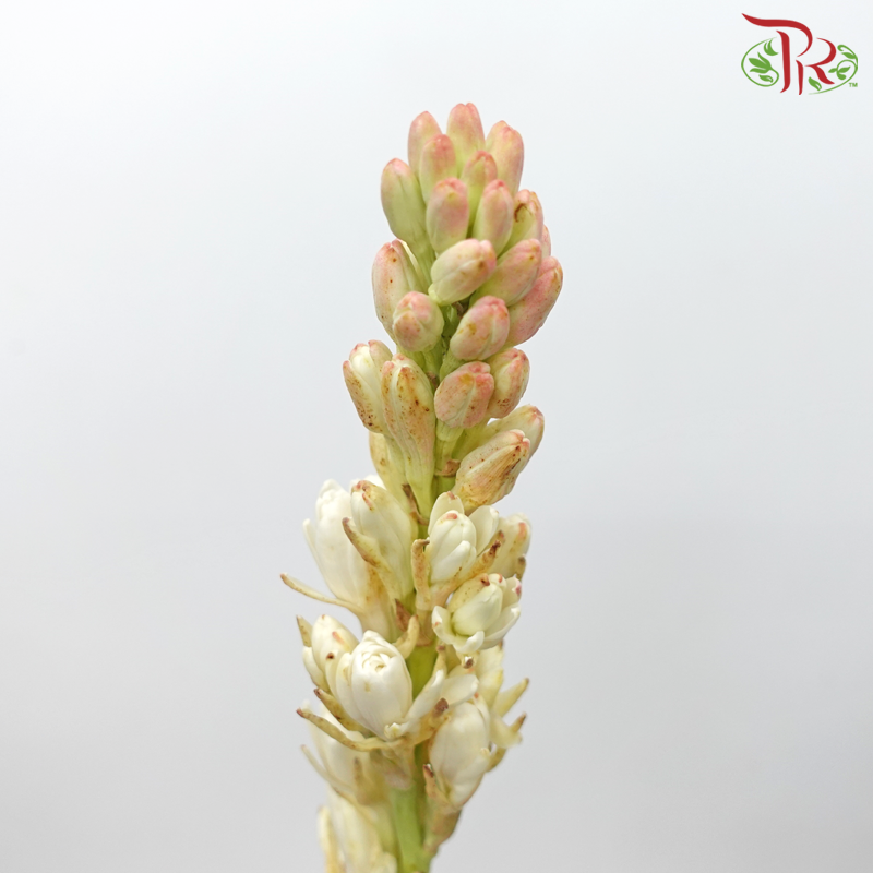 Tuberose (Sundal Malam) - Light Pink (10 Stems)-Light Pink-India-prflorist.com.my