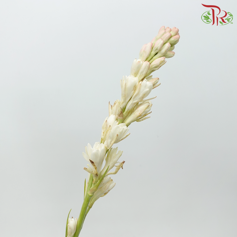 Tuberose (Sundal Malam) - Light Pink (10 Stems)-Light Pink-India-prflorist.com.my