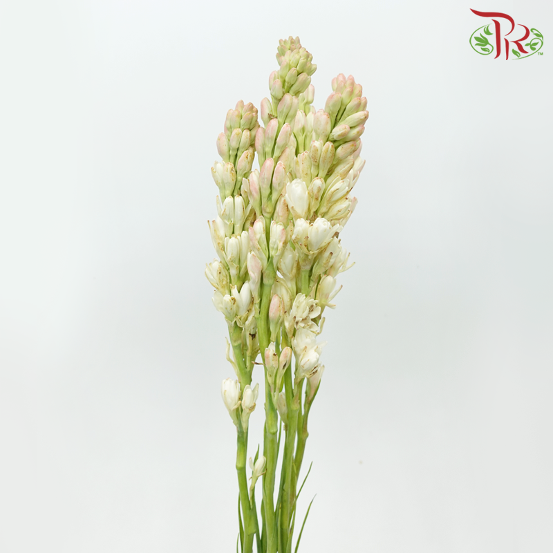 Tuberose (Sundal Malam) - Light Pink (10 Stems)-Light Pink-India-prflorist.com.my