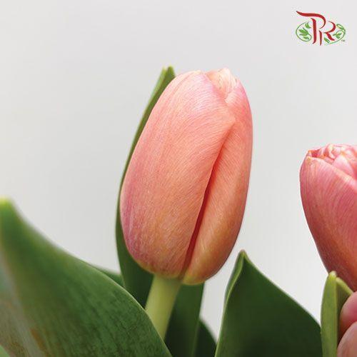 Tulip - Ace Salmon Pink (5 Stems / 10 Stems)-Netherland-prflorist.com.my