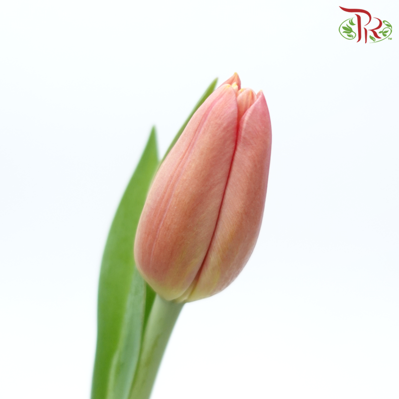 Tulip - Ace Salmon Pink (5 Stems / 10 Stems)-Netherland-prflorist.com.my