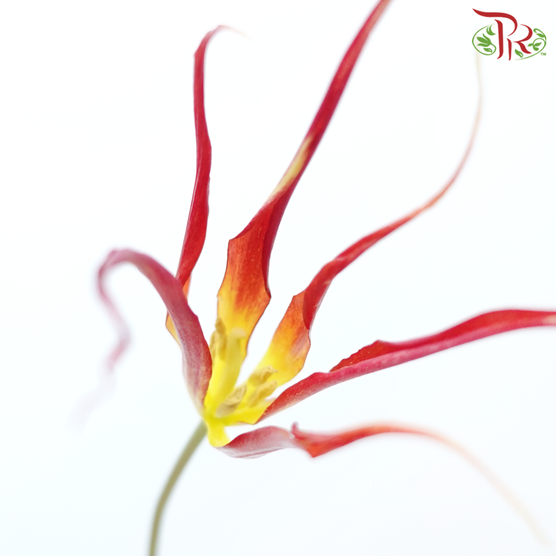 Tulip Acuminata (Horned Tulip) (5 Stems)-Netherland-prflorist.com.my