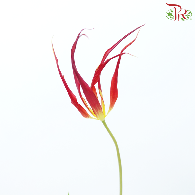Tulip Acuminata (Horned Tulip) (5 Stems)-Netherland-prflorist.com.my