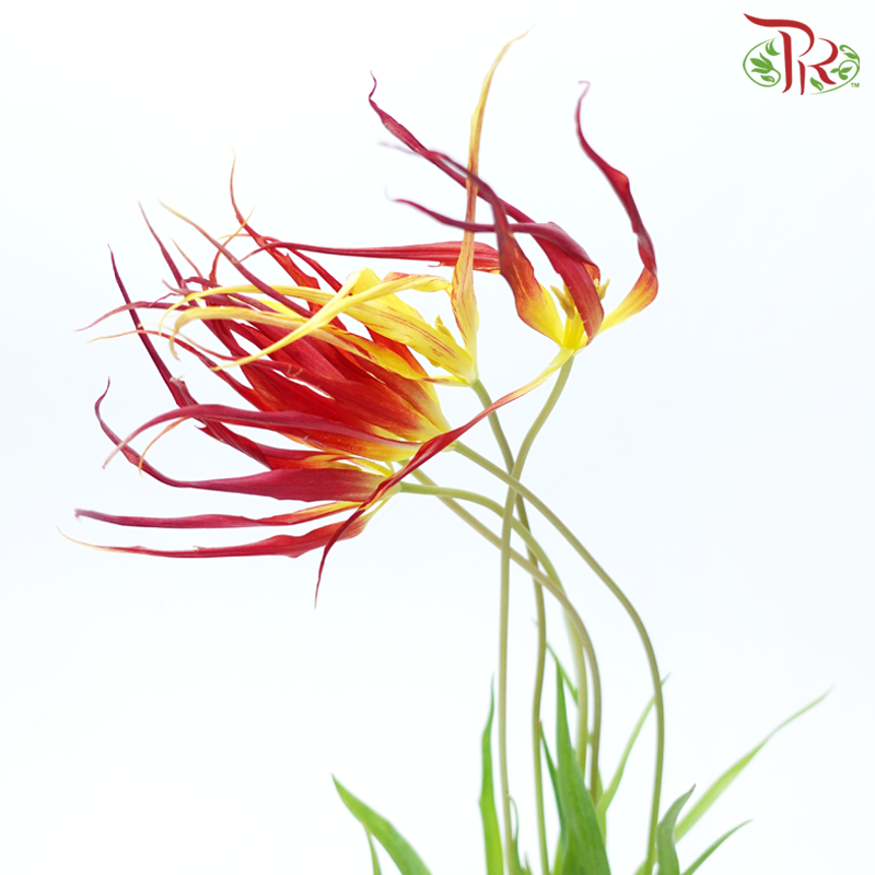 Tulip Acuminata (Horned Tulip) (5 Stems)-Netherland-prflorist.com.my