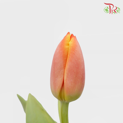 Tulip - Ad Rem (5 Stems / 10 Stems)-Netherland-prflorist.com.my