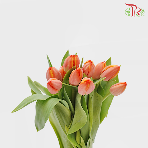Tulip - Ad Rem (5 Stems / 10 Stems)-Netherland-prflorist.com.my