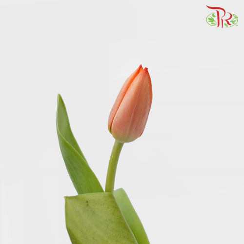 Tulip - Ad Rem (5 Stems / 10 Stems)-Netherland-prflorist.com.my