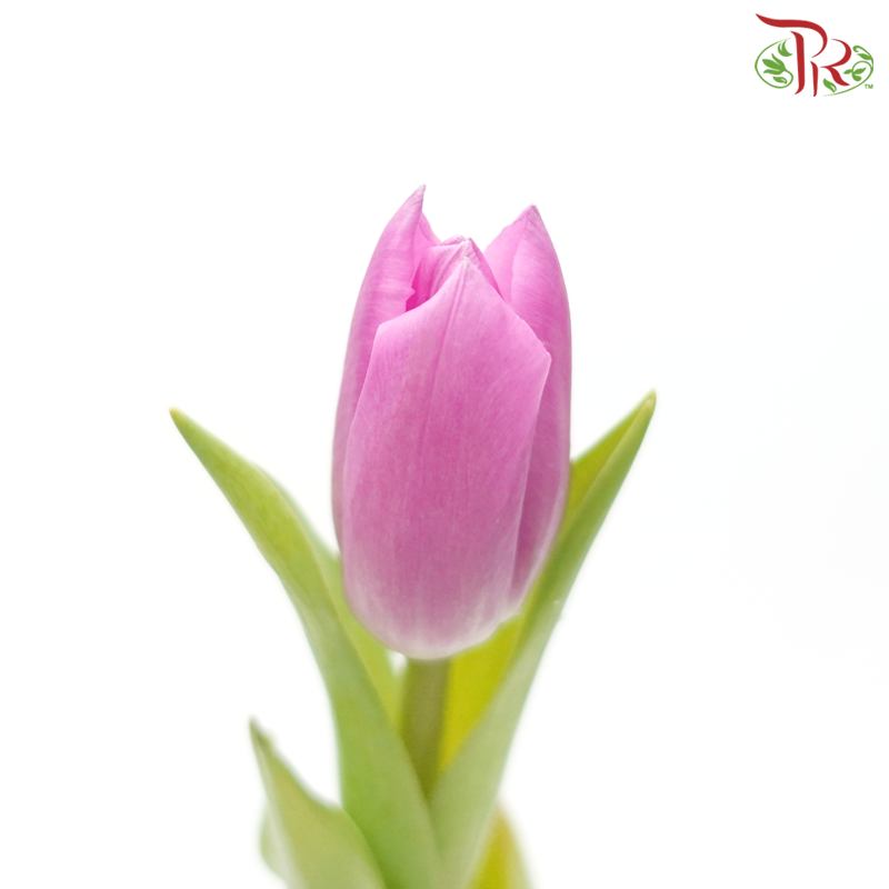 Tulip - Angola (5 Stems / 10 Stems)-Netherland-prflorist.com.my