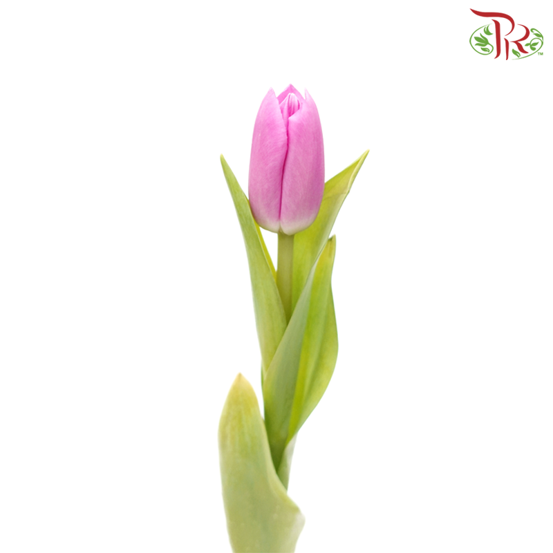 Tulip - Angola (5 Stems / 10 Stems)-Netherland-prflorist.com.my