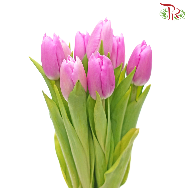 Tulip - Angola (5 Stems / 10 Stems)-Netherland-prflorist.com.my