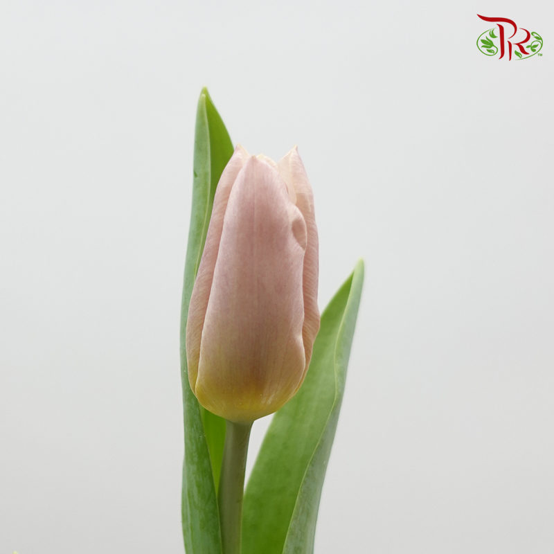 Tulip Apricot (5 Stems / 10 Stems)-Netherland-prflorist.com.my