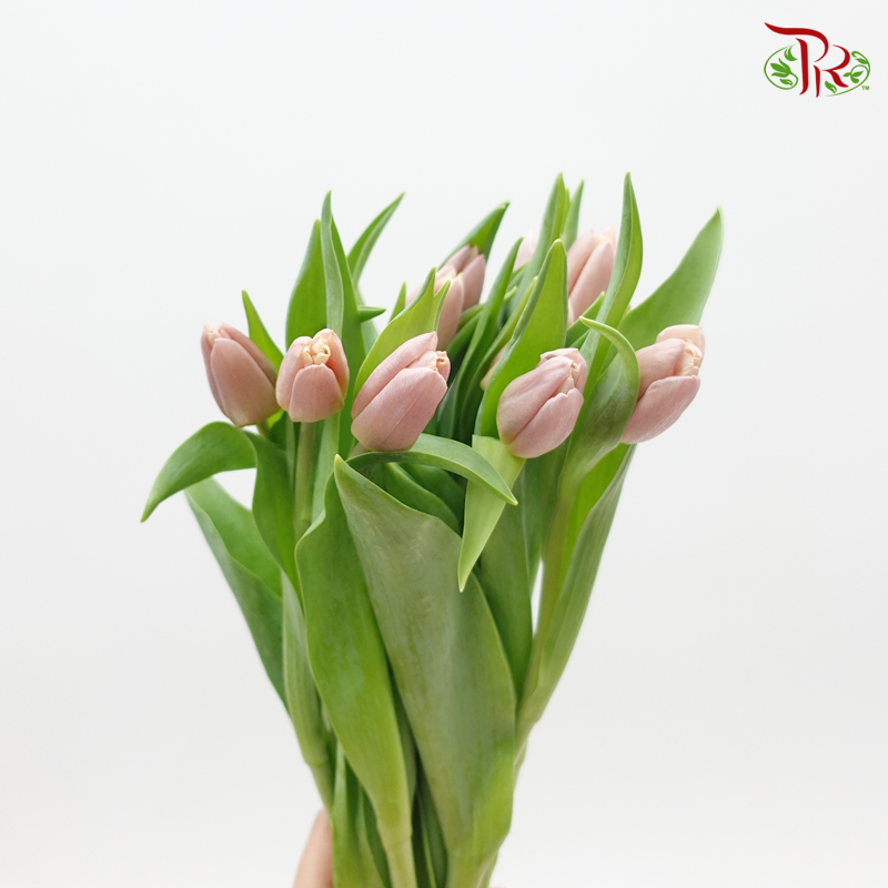 Tulip Apricot (5 Stems / 10 Stems)-Netherland-prflorist.com.my