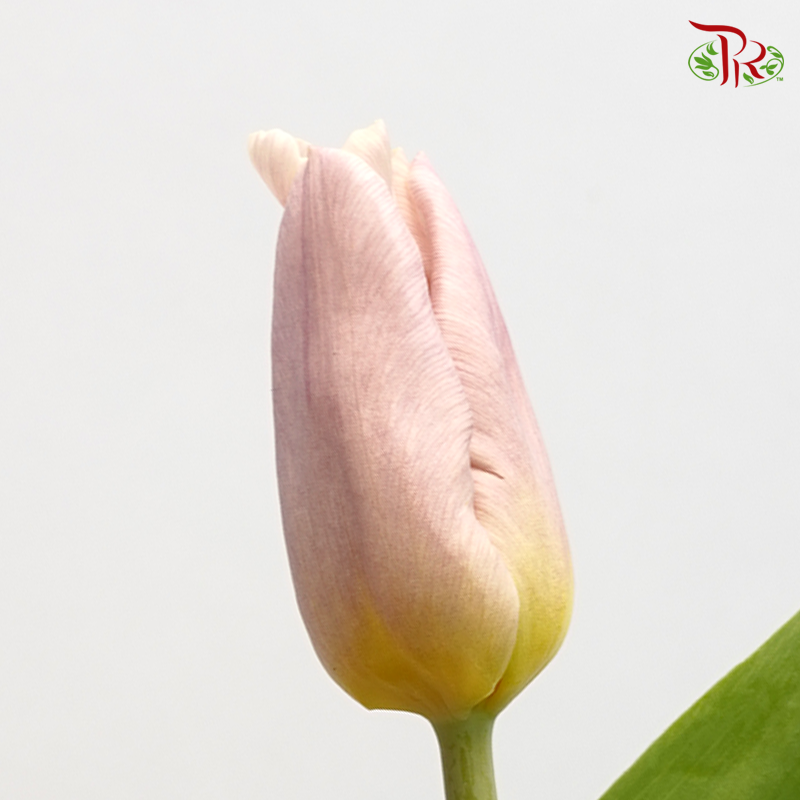 Tulip - Apricot Copex (5 Stems / 10 Stems)-Netherland-prflorist.com.my