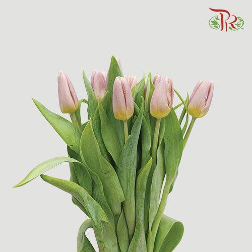 Tulip - Apricot Copex (5 Stems / 10 Stems)-Netherland-prflorist.com.my