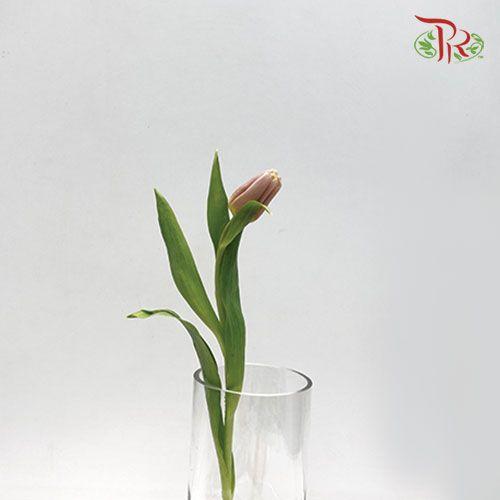 Tulip - Apricot Copex (5 Stems / 10 Stems)-Netherland-prflorist.com.my