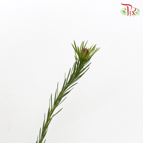 Tulip Australia - (Per Bunch)-Red-China-prflorist.com.my