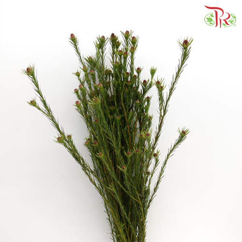 Tulip Australia - (Per Bunch)-Red-China-prflorist.com.my